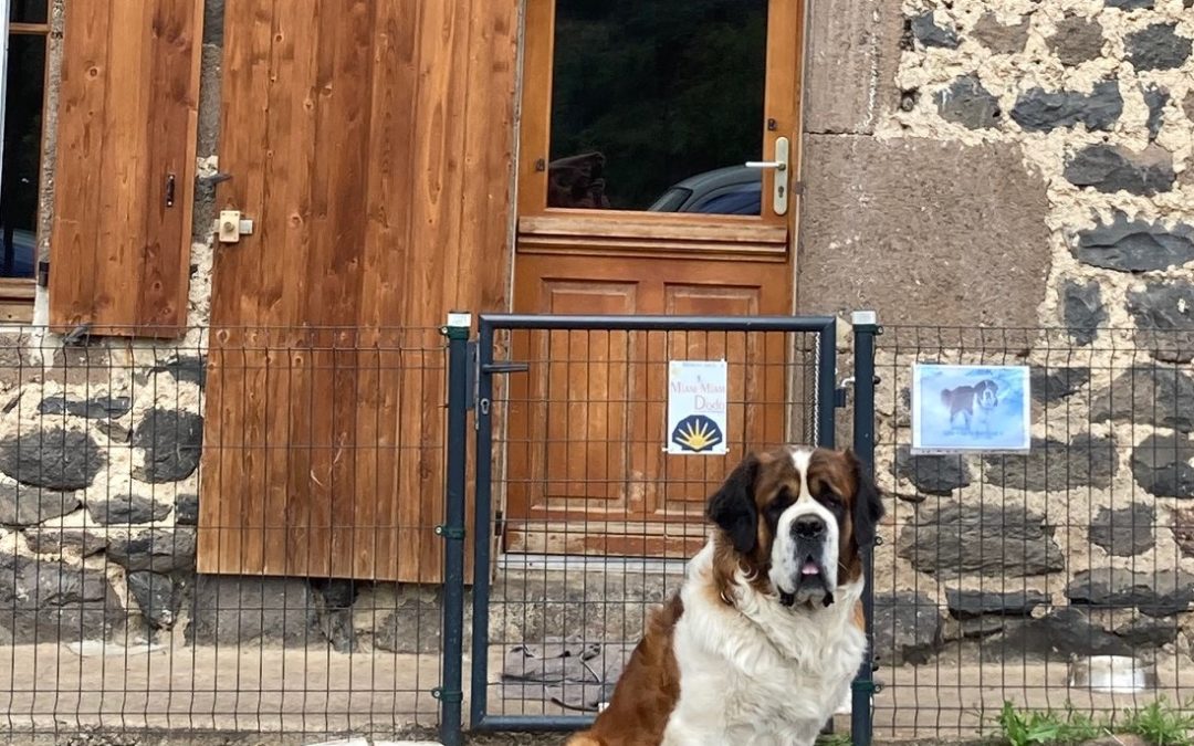 Le Saint Bernard